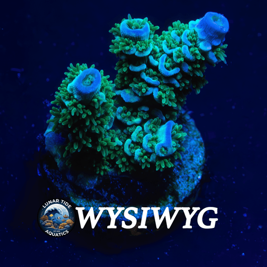 LTA The Blue Razz Rizzler Acropora Tenuis