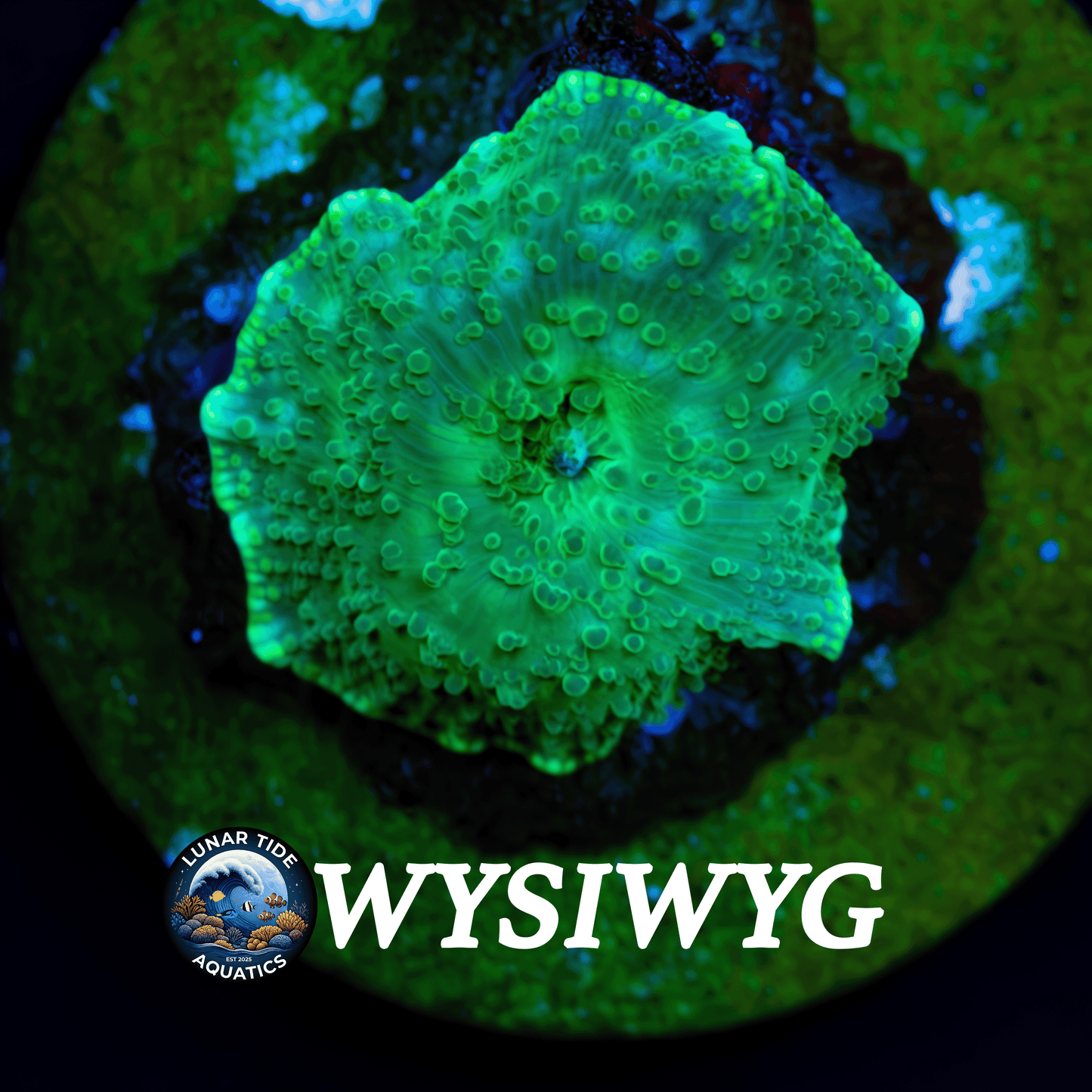LTA Witches Wart Mushroom