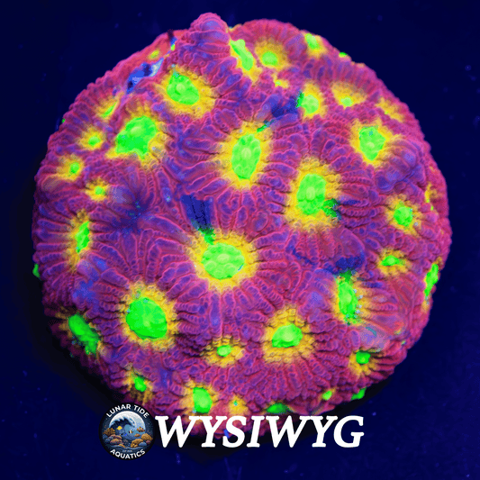 LTA Jelly Bean Favites