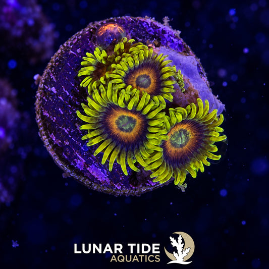 Lunar Tide Aquatics coral photo