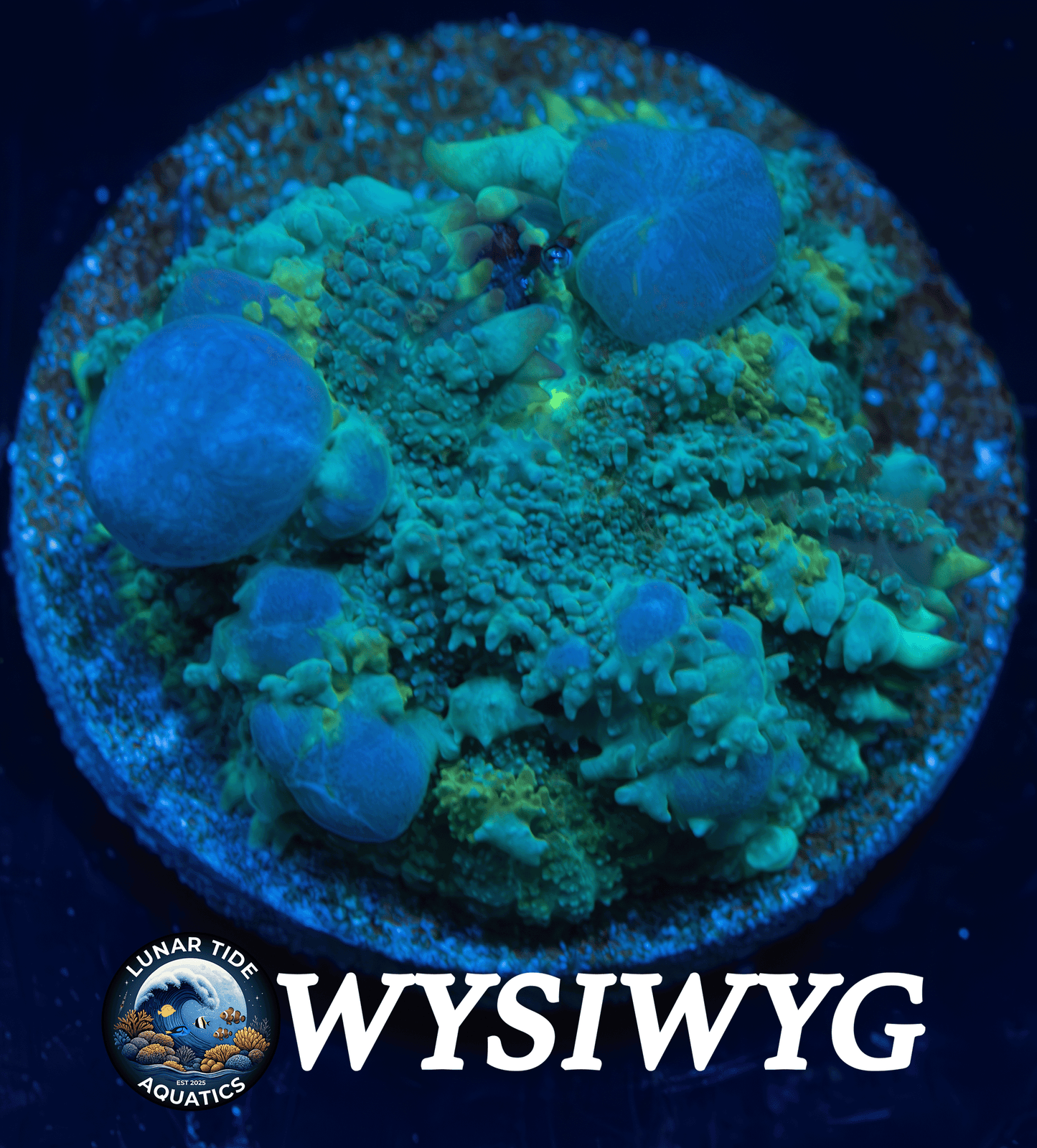 LTA Blue Balls Bounce Mushroom