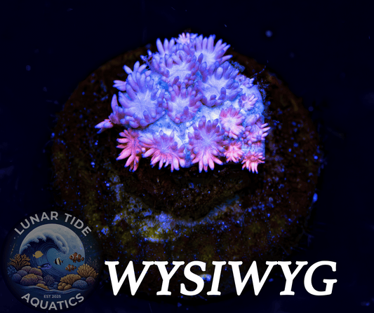 LTA Daybreak Goniopora