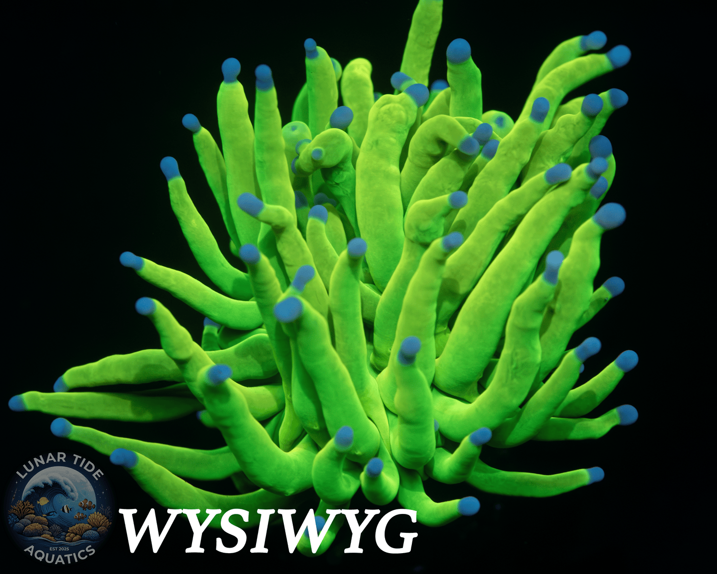 LTA Single Head Galactic Green Grail