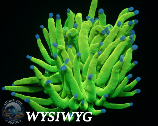 LTA Single Head Galactic Green Grail