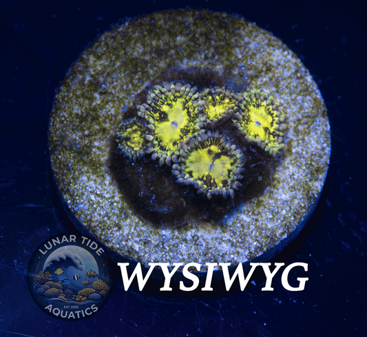 LTA 5-Polyps Grim Reaper Zoanthids