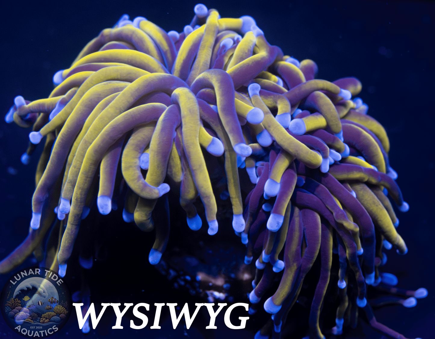 LTA Double Head 24K Torch