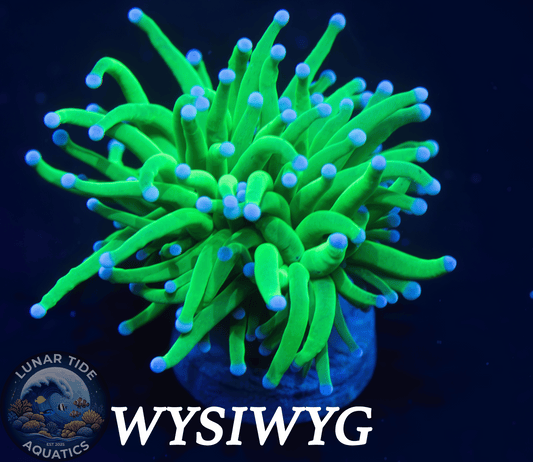 LTA Single Head Todd’s Torch