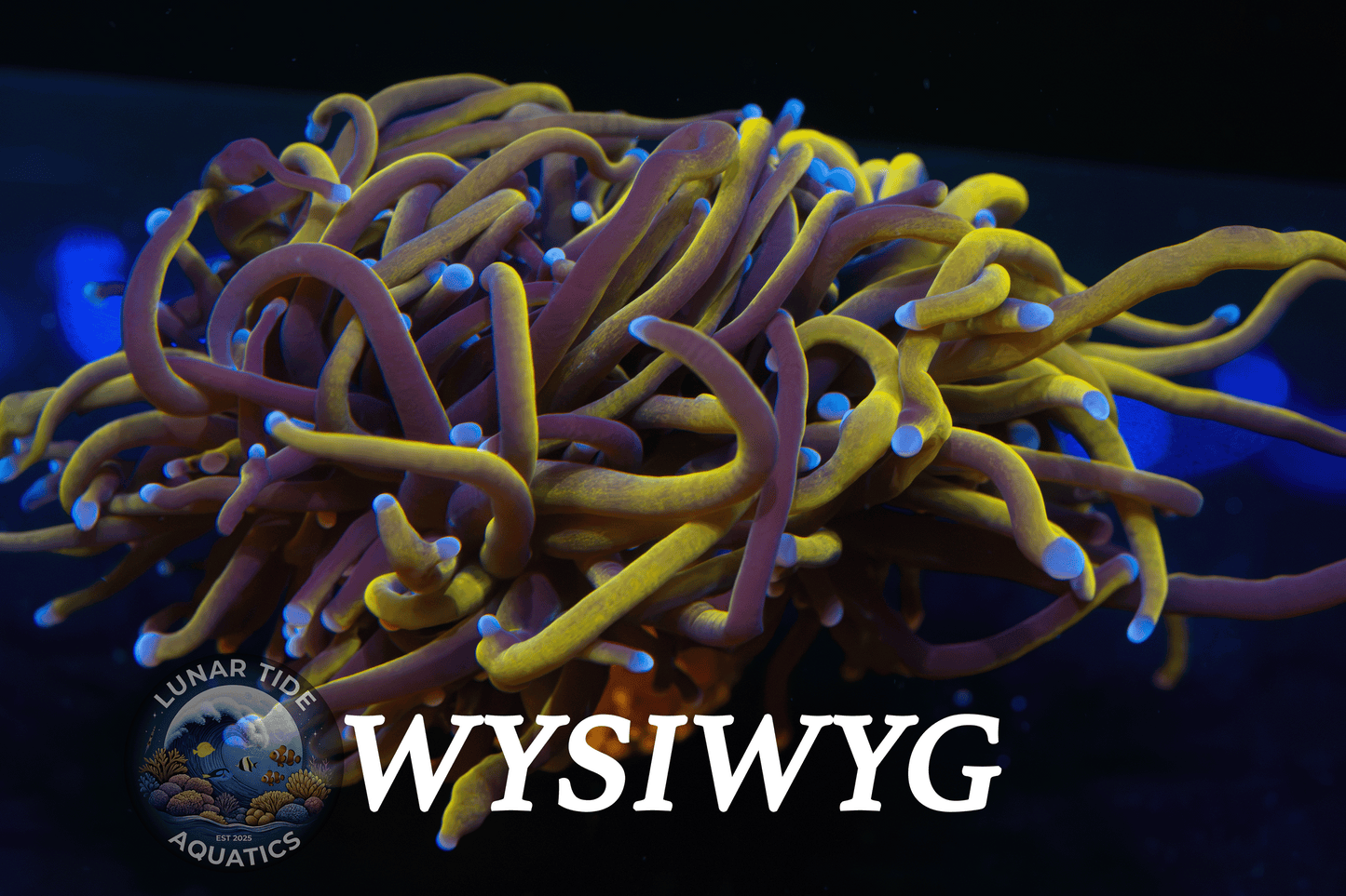 LTA Triple Head 24K Torch