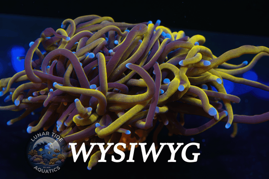 LTA Triple Head 24K Torch