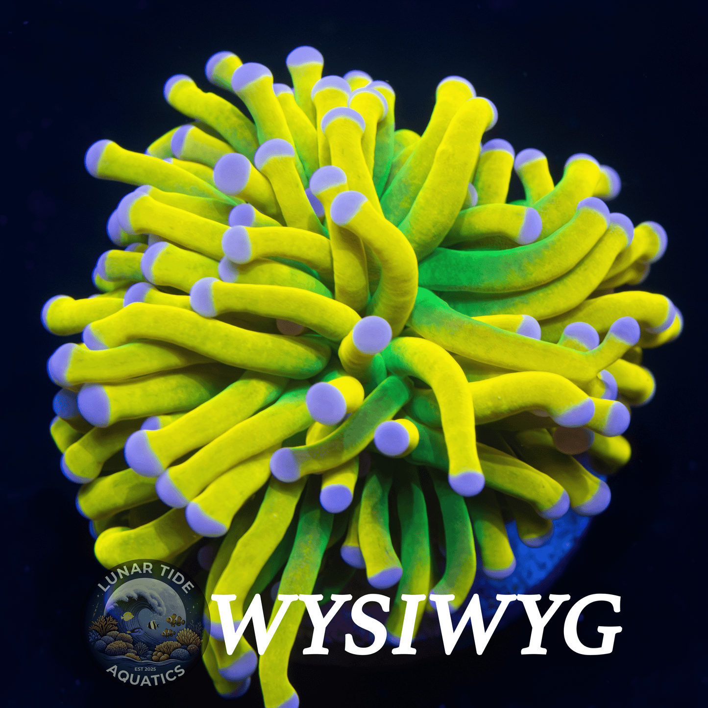 LTA Single Head ASD Lineage OG Holy Grail Torch