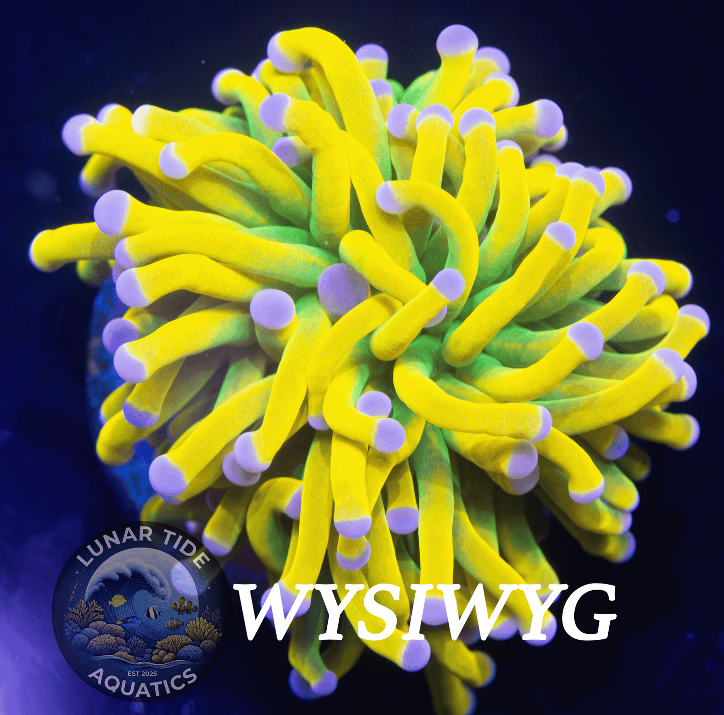 LTA Single Head ASD Lineage OG Holy Grail Torch