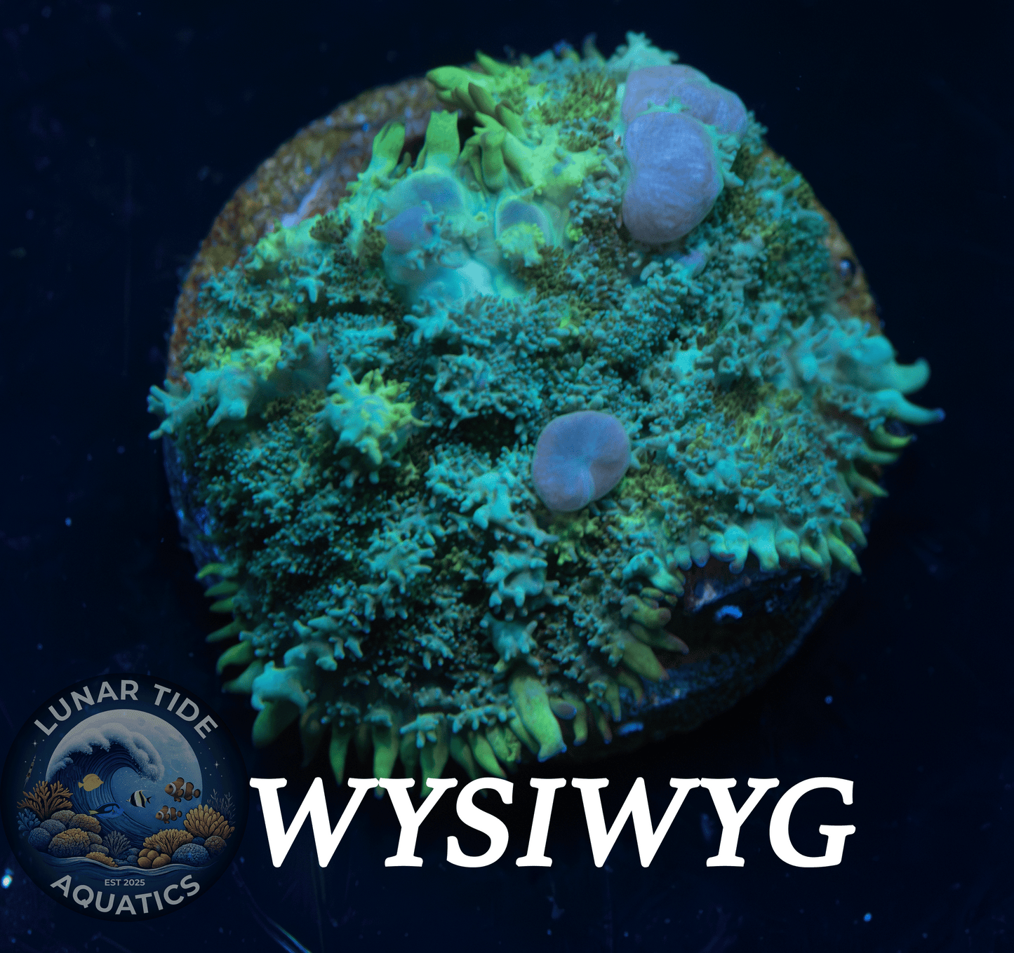 LTA Blue Balls Bounce Mushroom