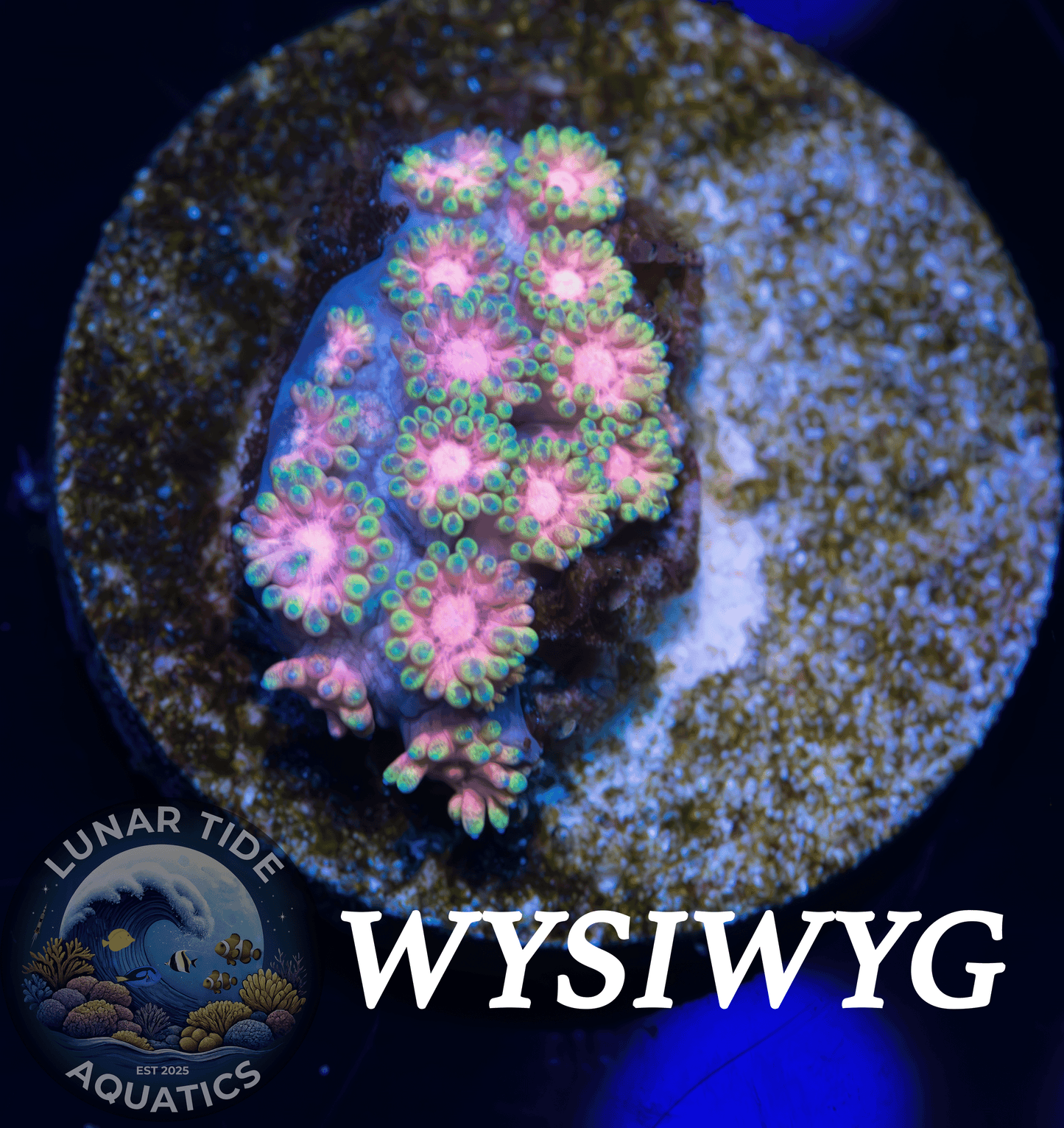 LTA Celestial Meadows Goniopora