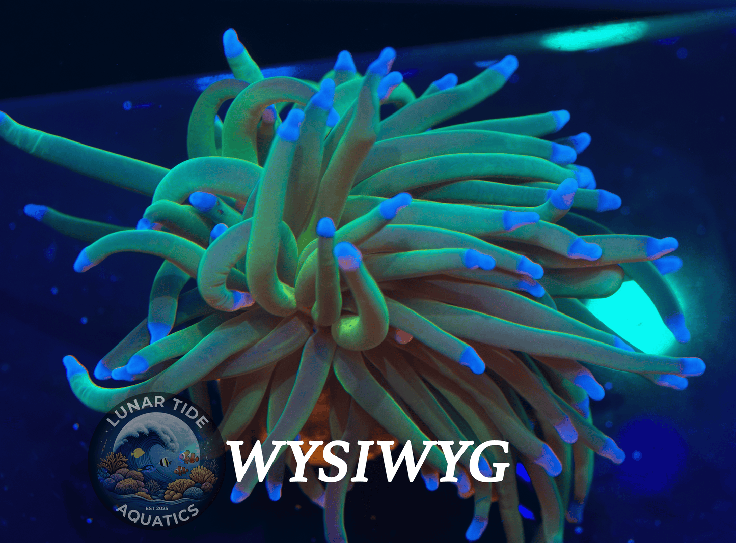 LTA Single Head Cryosphere Torch