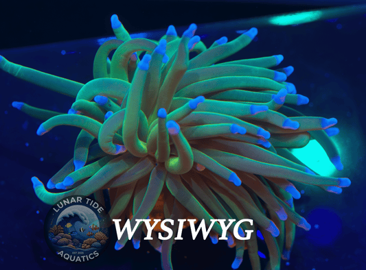 LTA Single Head Cryosphere Torch