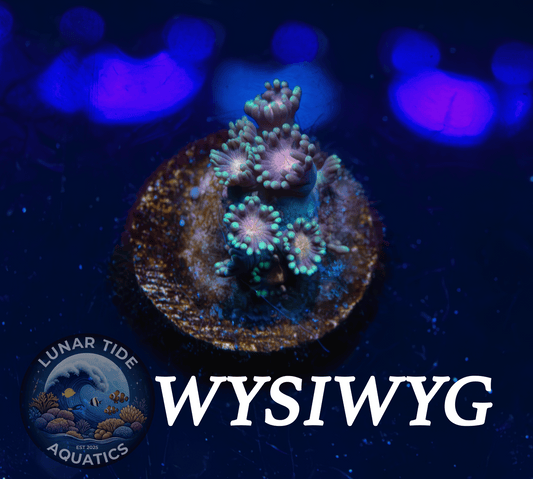 LTA Heart Stopper Goniopora