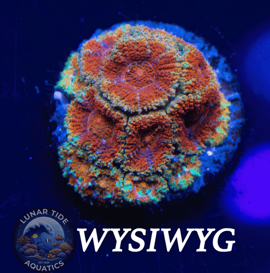 LTA Kings Throne Micromussa