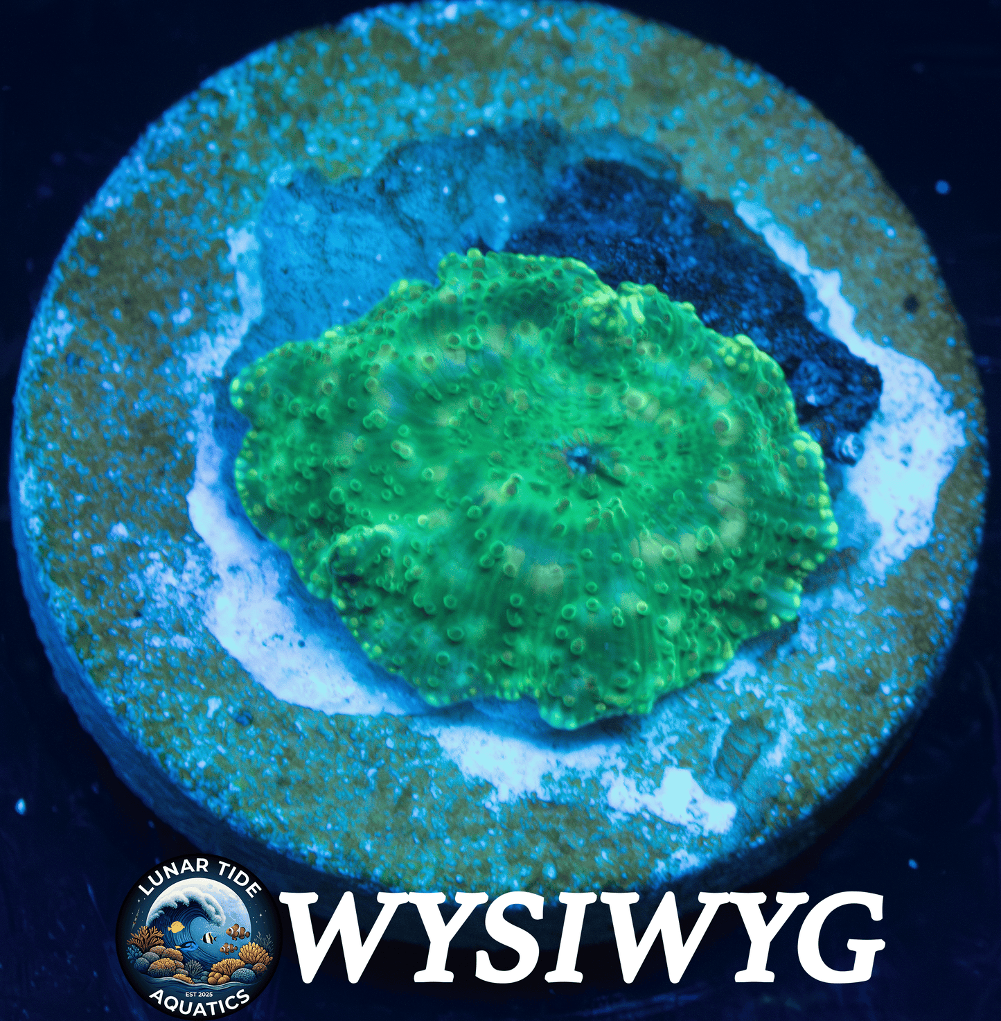 LTA Lemon Lime Discoma Mushroom