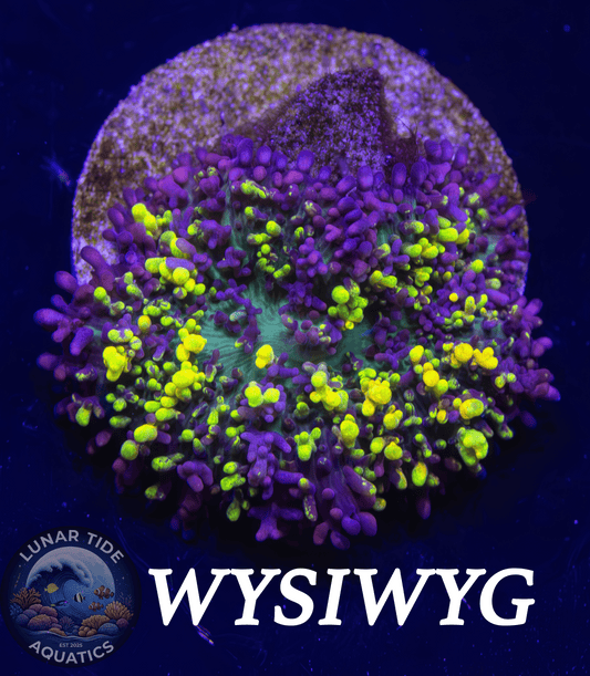 LTA Magic Carpet Bounce Mushroom