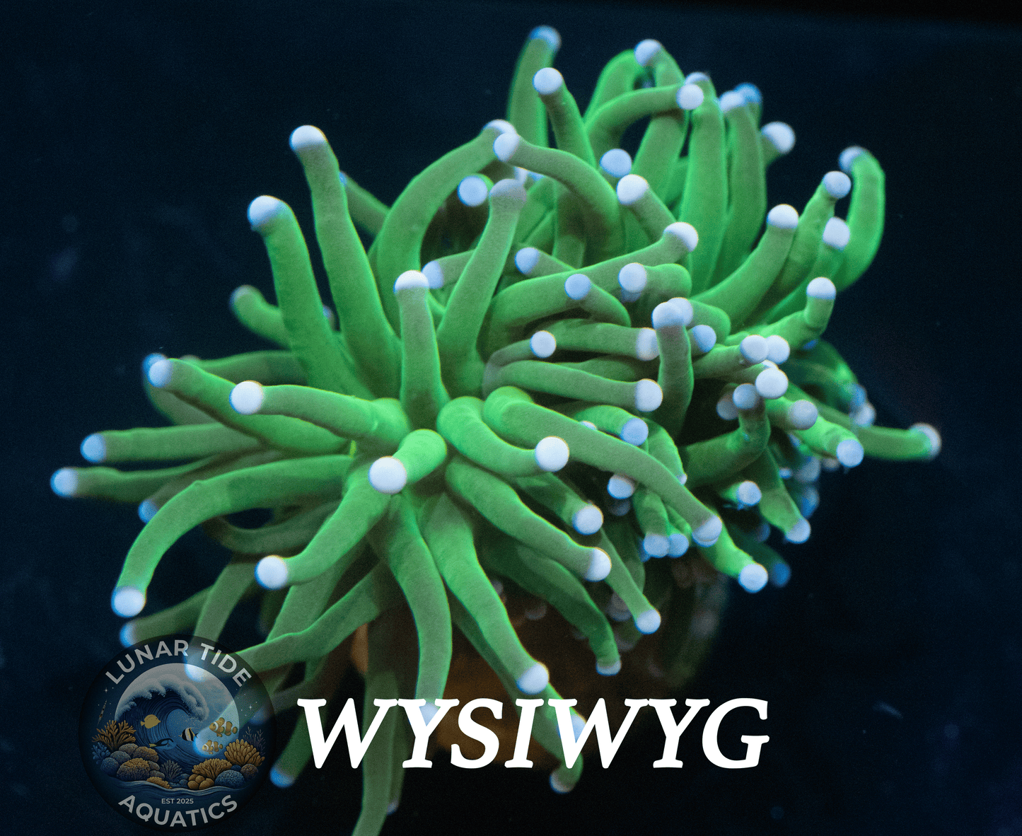 LTA Splitting Head Malaysian Skittles Torch