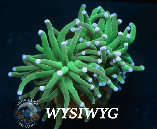 LTA Splitting Head Malaysian Skittles Torch