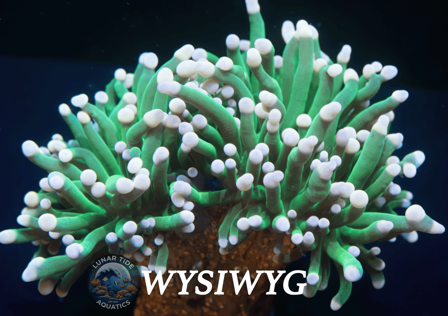 LTA Double Head Malaysian Frost Tipped Torch