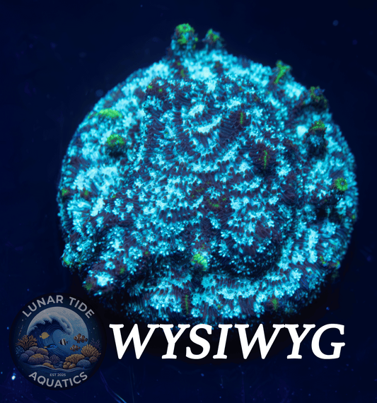 LTA Cryo-Freeze Leptoseries