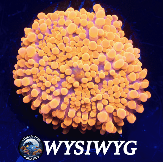 LTA Orange Crush Yuma Mushroom