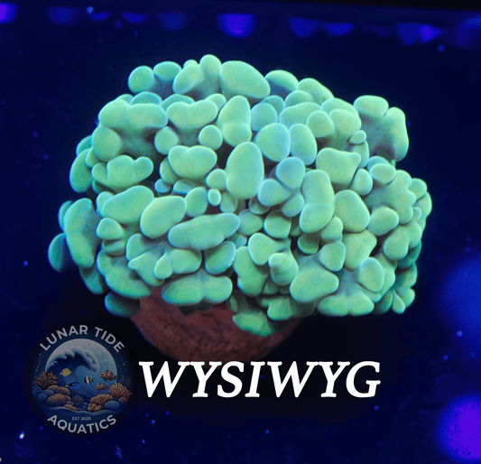 LTA Radioactive Glow Hammer