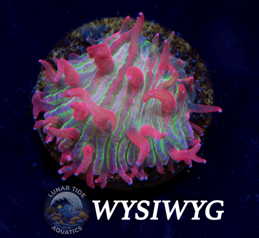 LTA Super Nova Plate