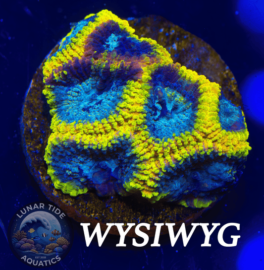 LTA Yellow Submarine Favia