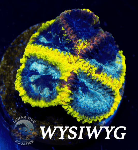 LTA Yellow Submarine Favia