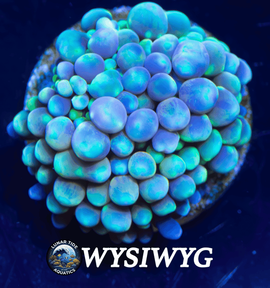 LTA Brain Freeze Florida Ricordea