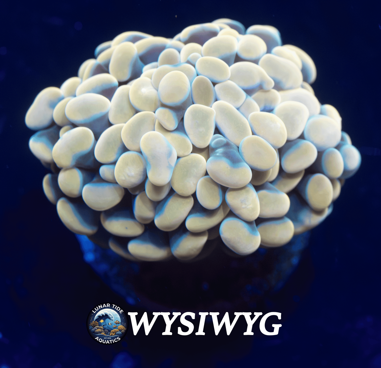 LTA Champaign Hammer