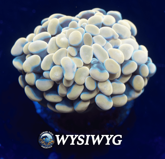 LTA Champaign Hammer