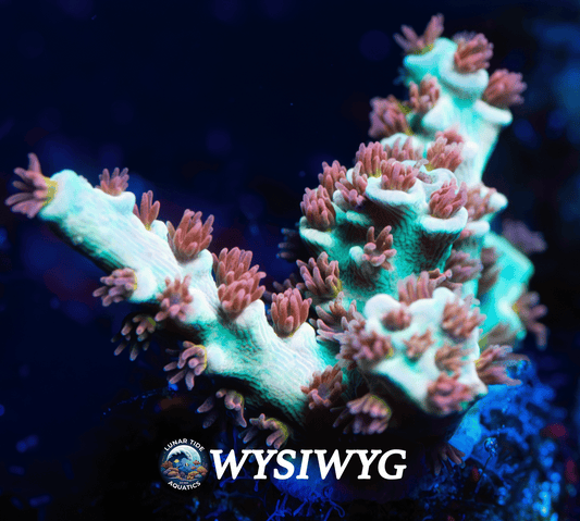 LTA Cherry Blossom Acropora Tenuis