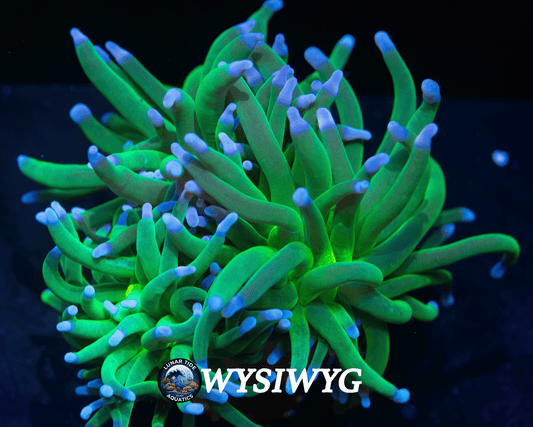 LTA Triple Head Cryosphere Torch