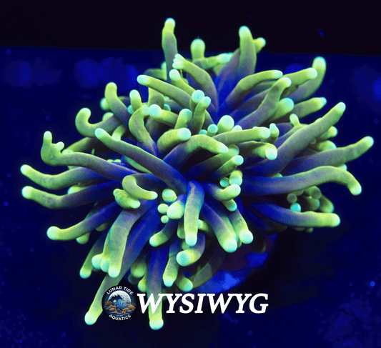 LTA Splitting Head Dragon Soul Torch