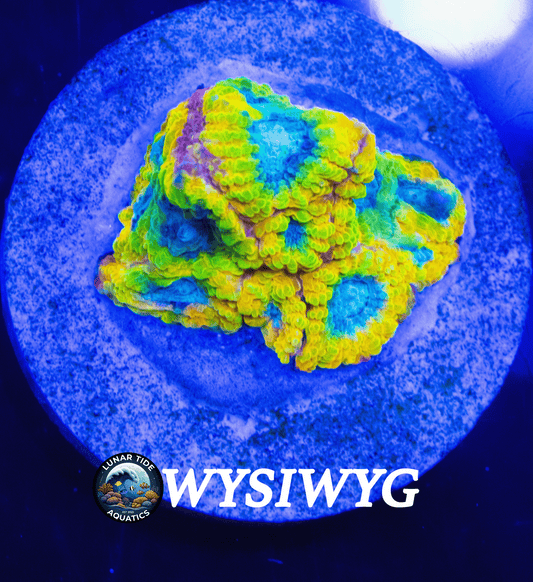 LTA Favia of the Gods