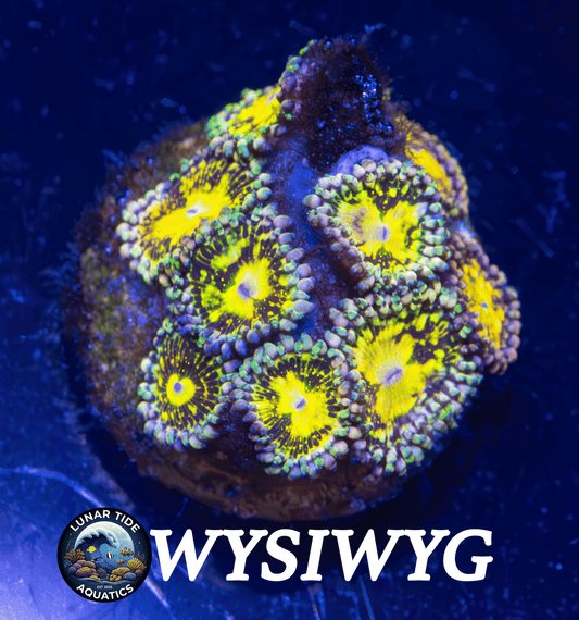 LTA Mini-Colony Grim Reaper Zoanthids