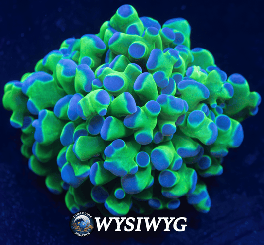 LTA Hologram Frammer