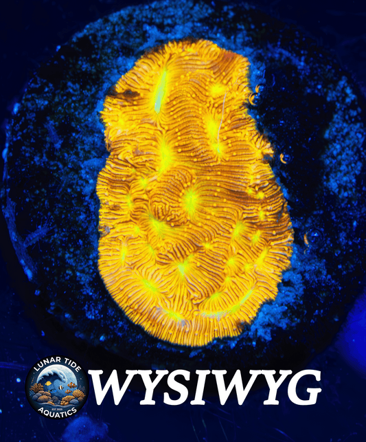 LTA Jack-O-Lantern Leptoseris