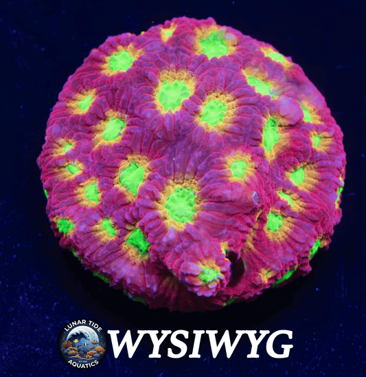 LTA Jelly Bean Favites