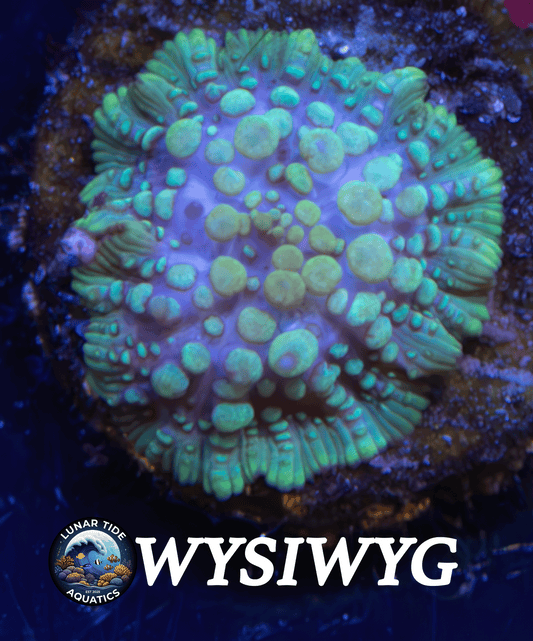 LTA Lava Lamp Bounce Mushroom