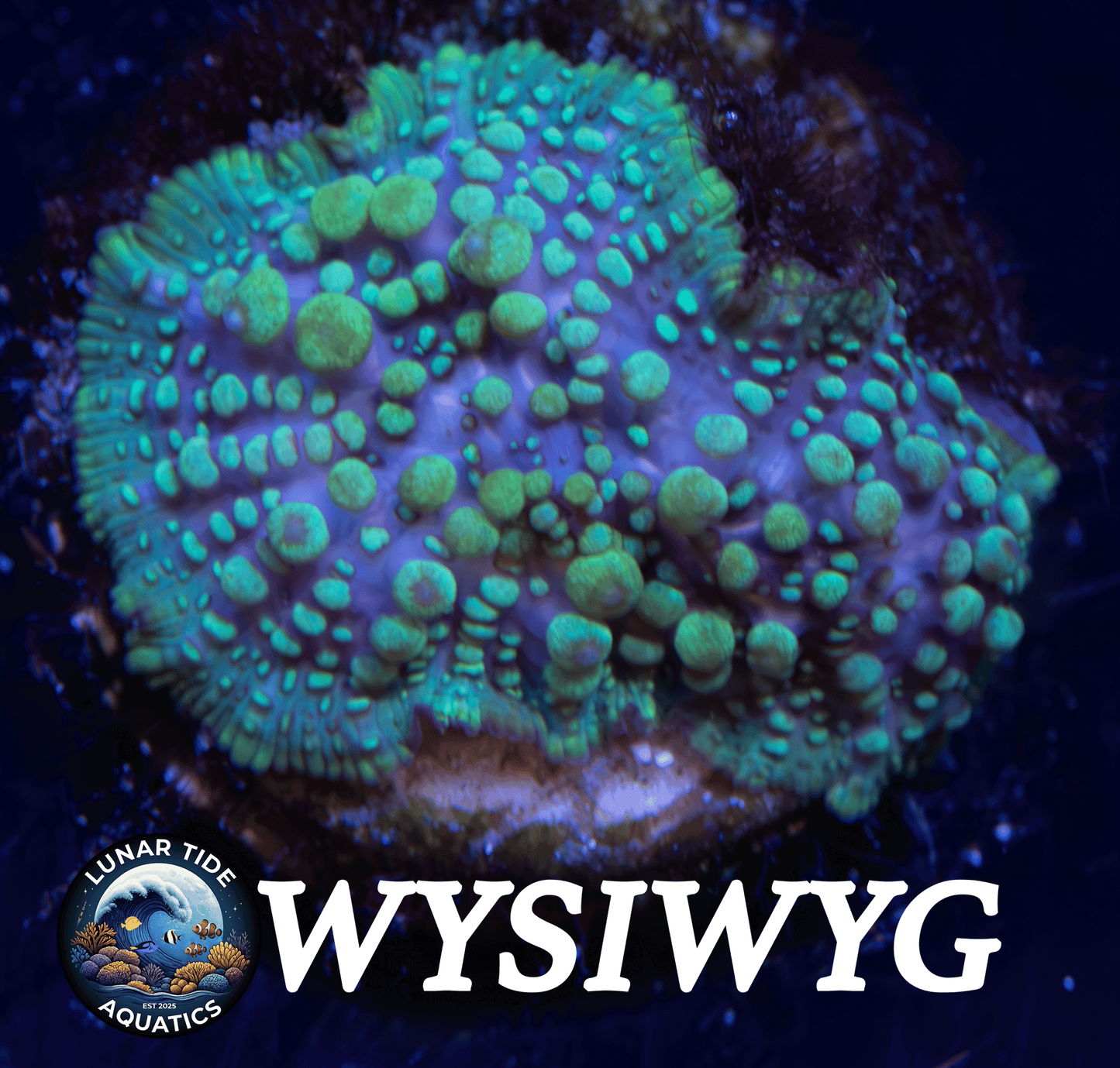 LTA Lava Lamp Bounce Mushroom