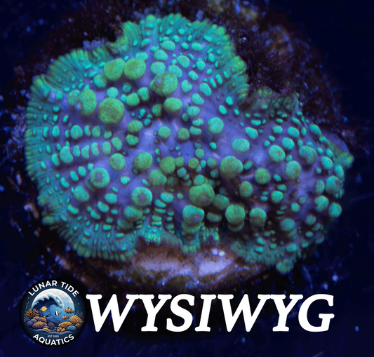 LTA Lava Lamp Bounce Mushroom