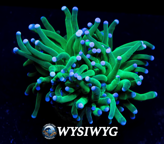 LTA Splitting Head Malaysian Skittles Torch