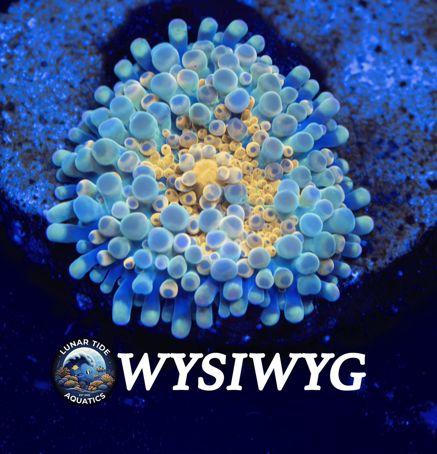 LTA Nuclear Gumball Yuma Mushroom