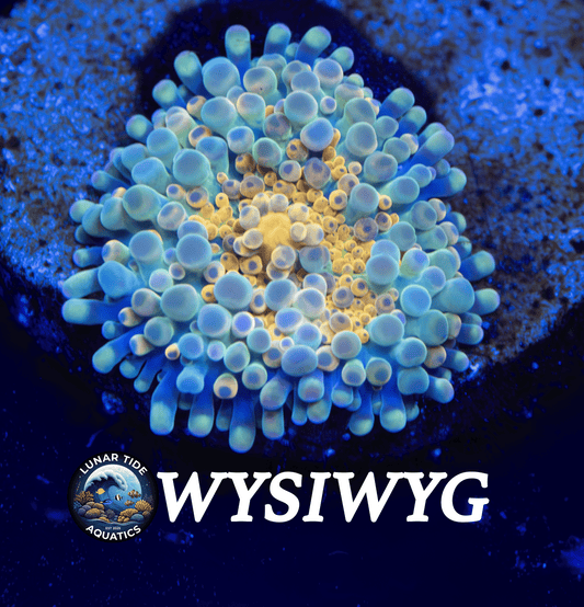 LTA Nuclear Gumball Yuma Mushroom