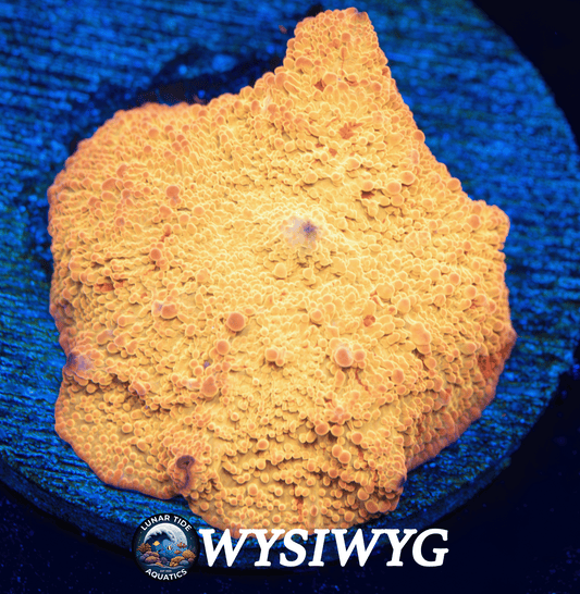 LTA OG Poletti Jawbreaker Mushroom